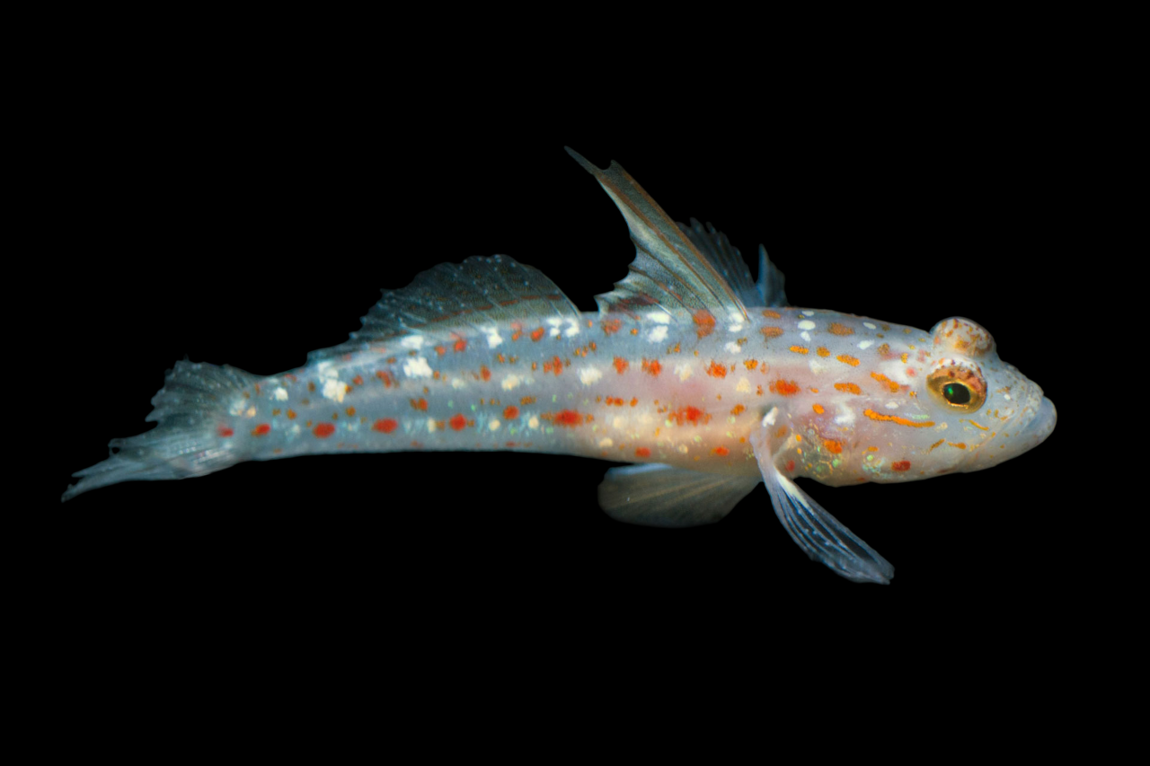 Tangaroan Shrimp Goby