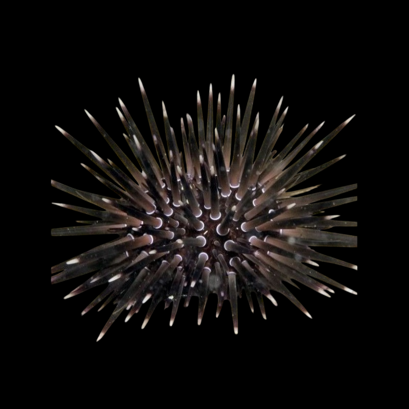 Shortspine Urchin