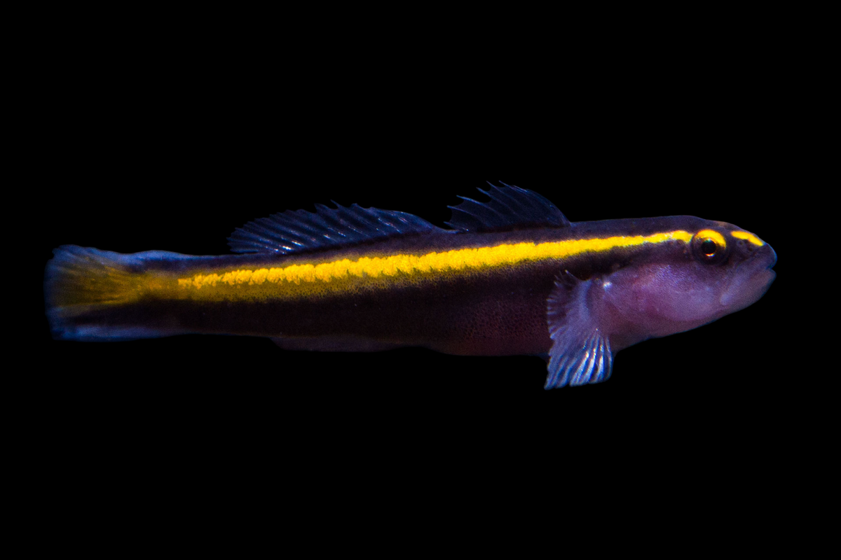 Yellowline Goby