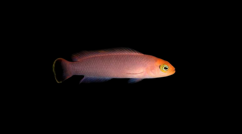 Elongate Dottyback