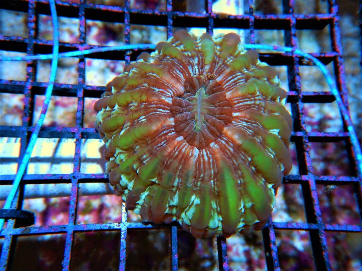 Cynarina lacrymalis
