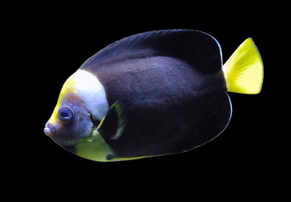 False Personifer Angelfish