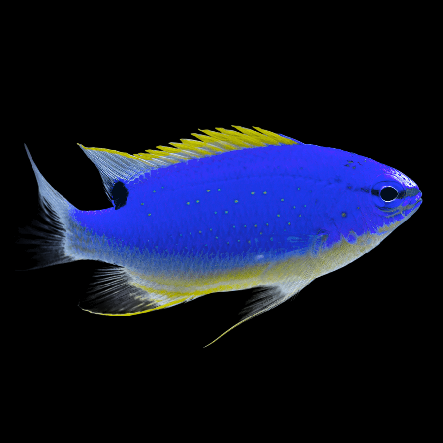 Blue Devil Damselfish