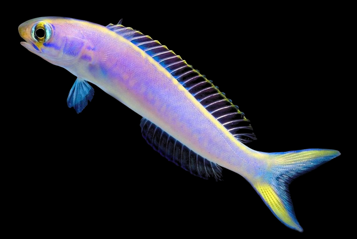 Flashing Tilefish
