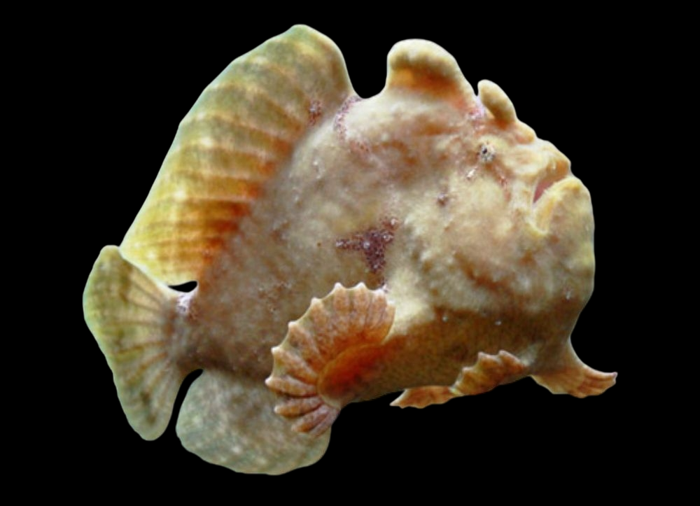 Frogfish, Assorted