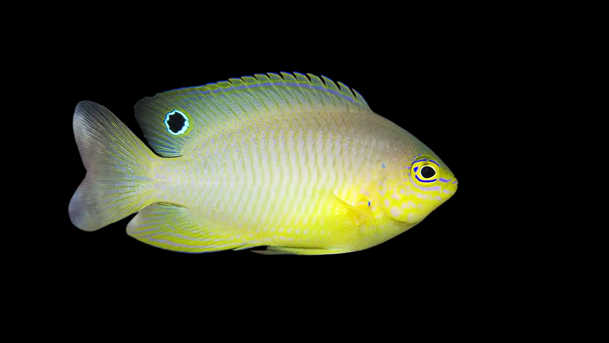 Ambon's Damselfish