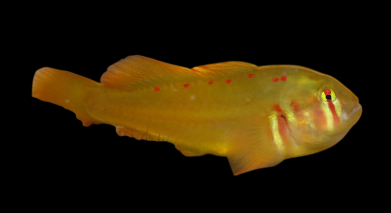 Red Spotted Clown Goby