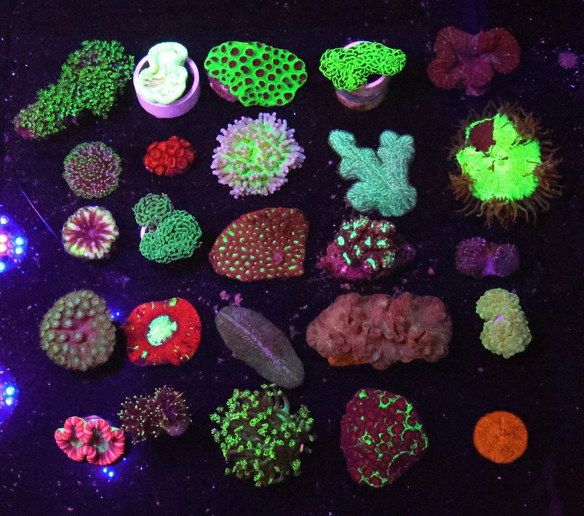 Assorted Corals Pack