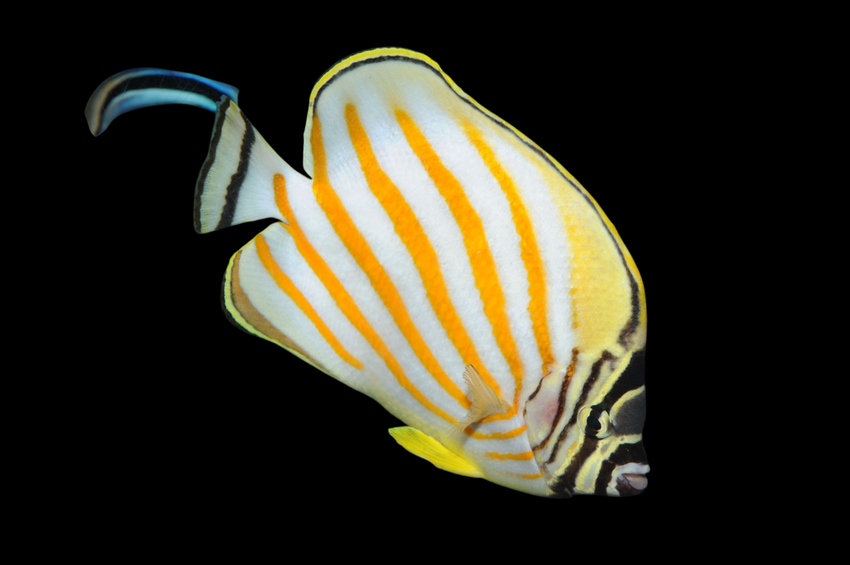 Ornate Butterflyfish