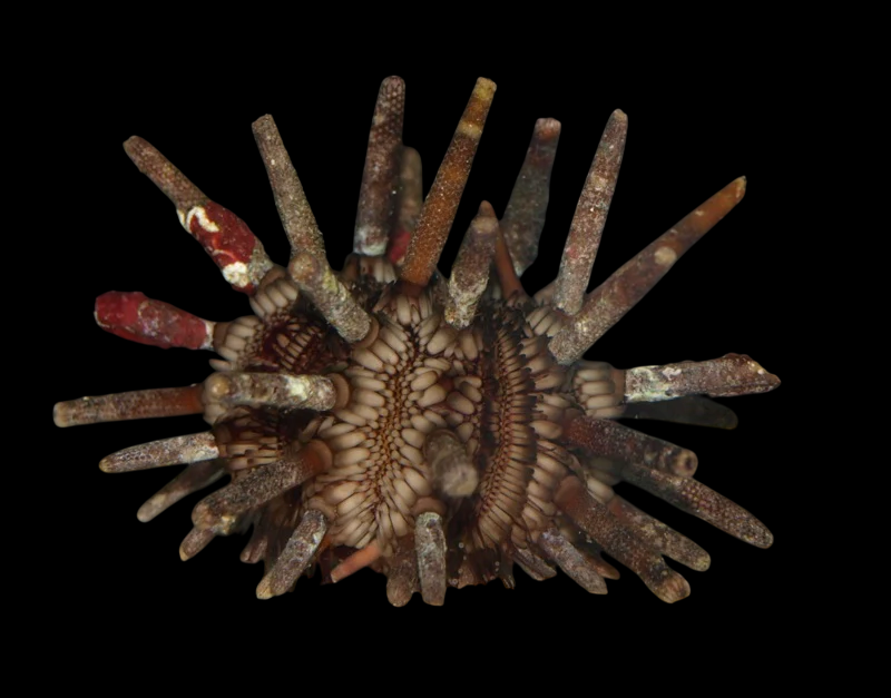 Pencil Urchin