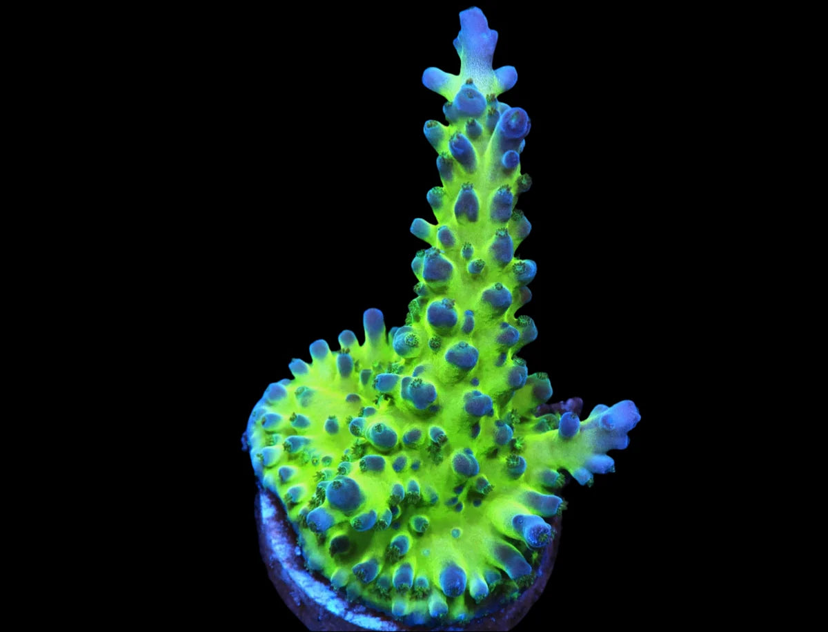 Acropora tortuosa