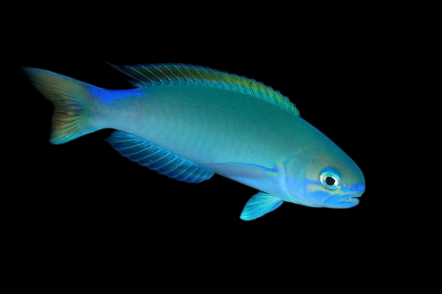 Randall's Tilefish