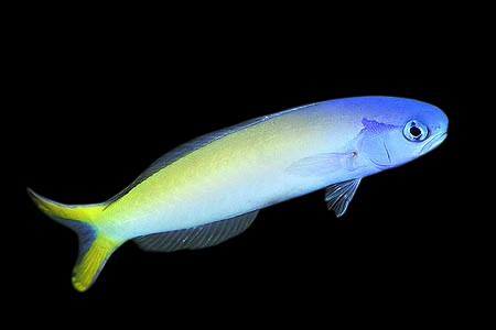 Stark's Tilefish