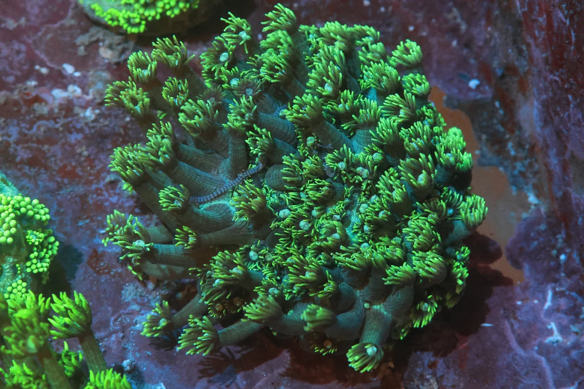 Goniopora sp.