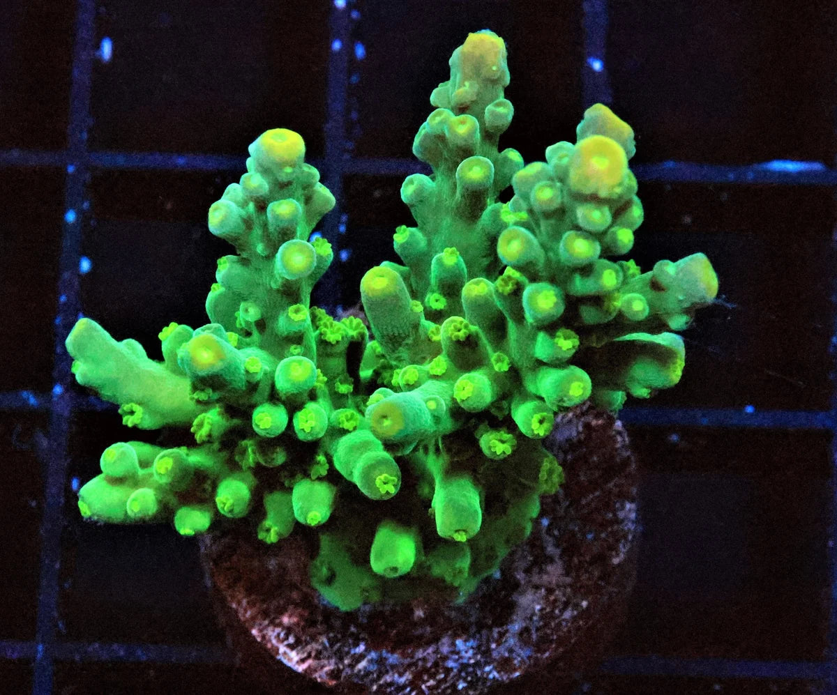 Acropora tortuosa