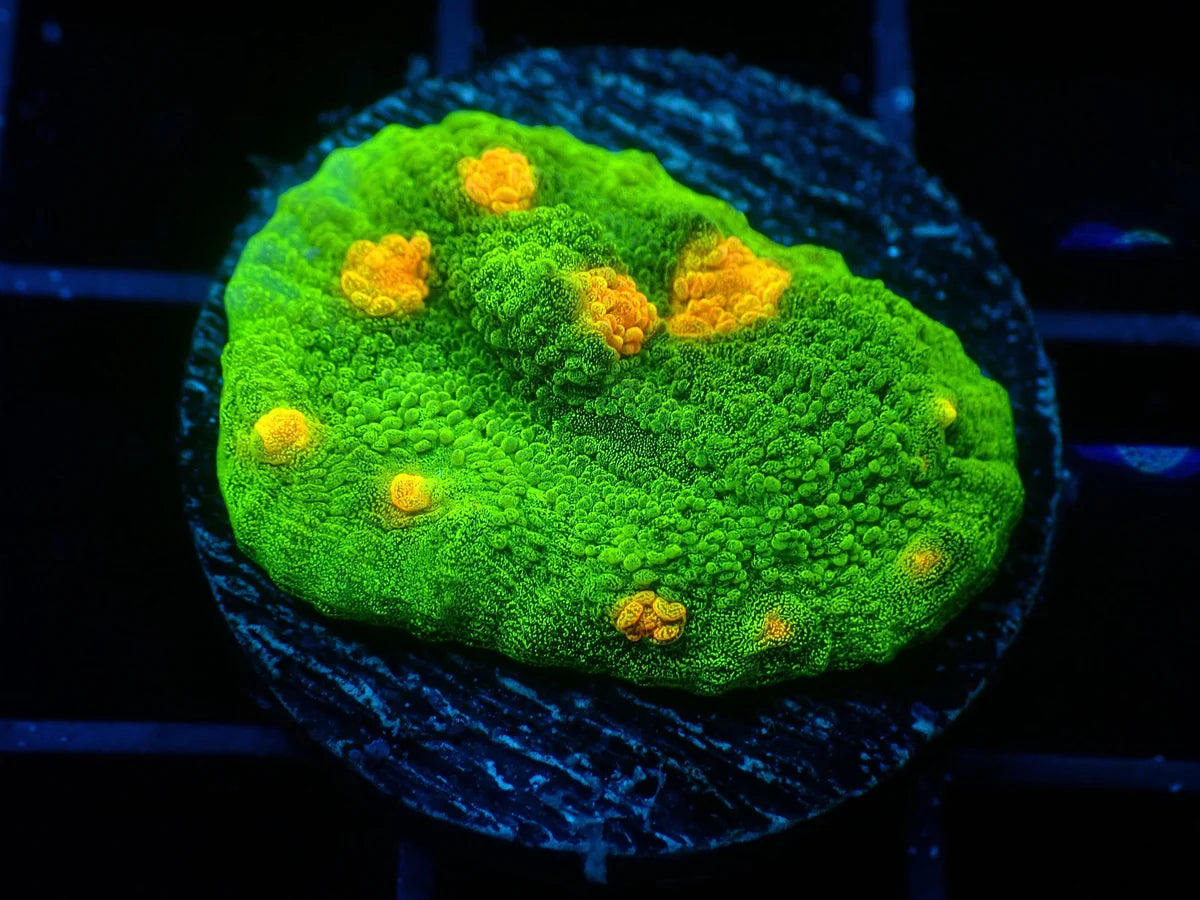 Echinophyllia sp.