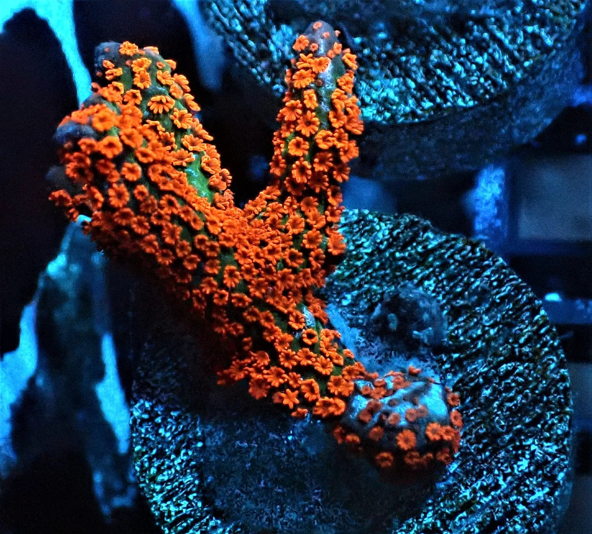 Montipora digitata