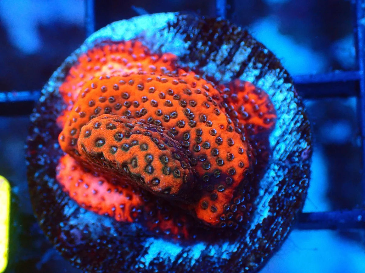 Montipora sp.