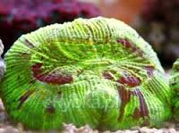 Trachyphyllia geoffroyi