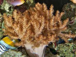Alcyonium sp. w/ Scleractinia