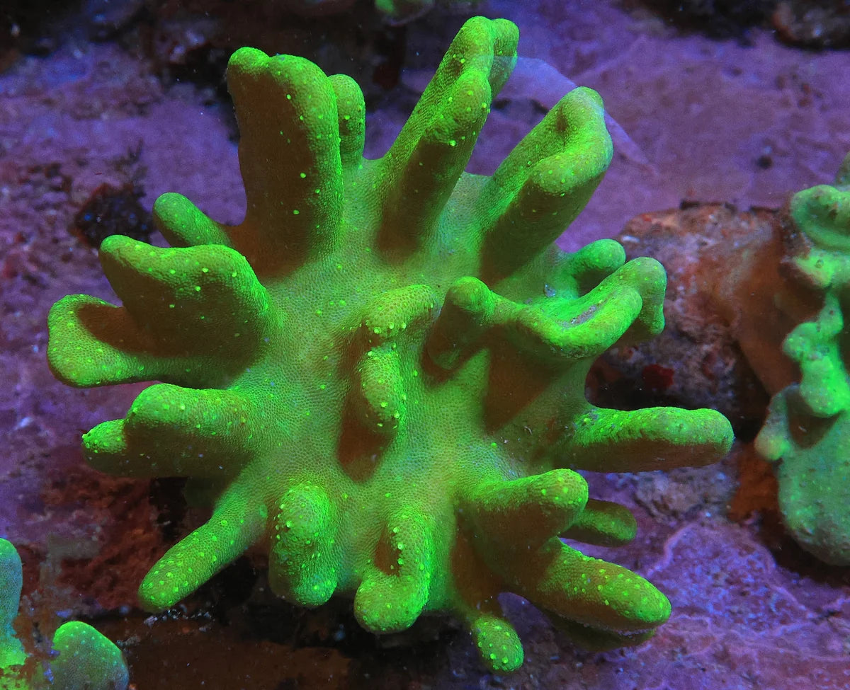 Super Lobophytum sp. w/ Scleractinia