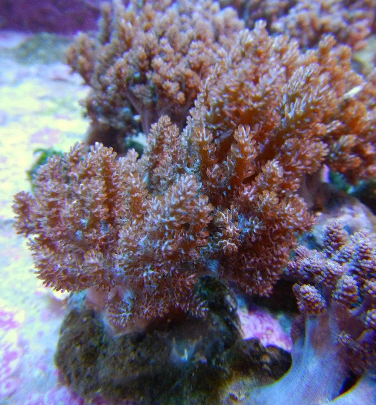 Capnella sp. w/scleractinia