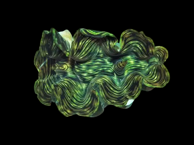Squamosa Clam