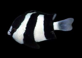 3 Stripe Damselfish