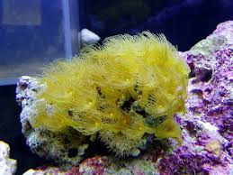 Palythoa sp. w/Scleractinia sp.