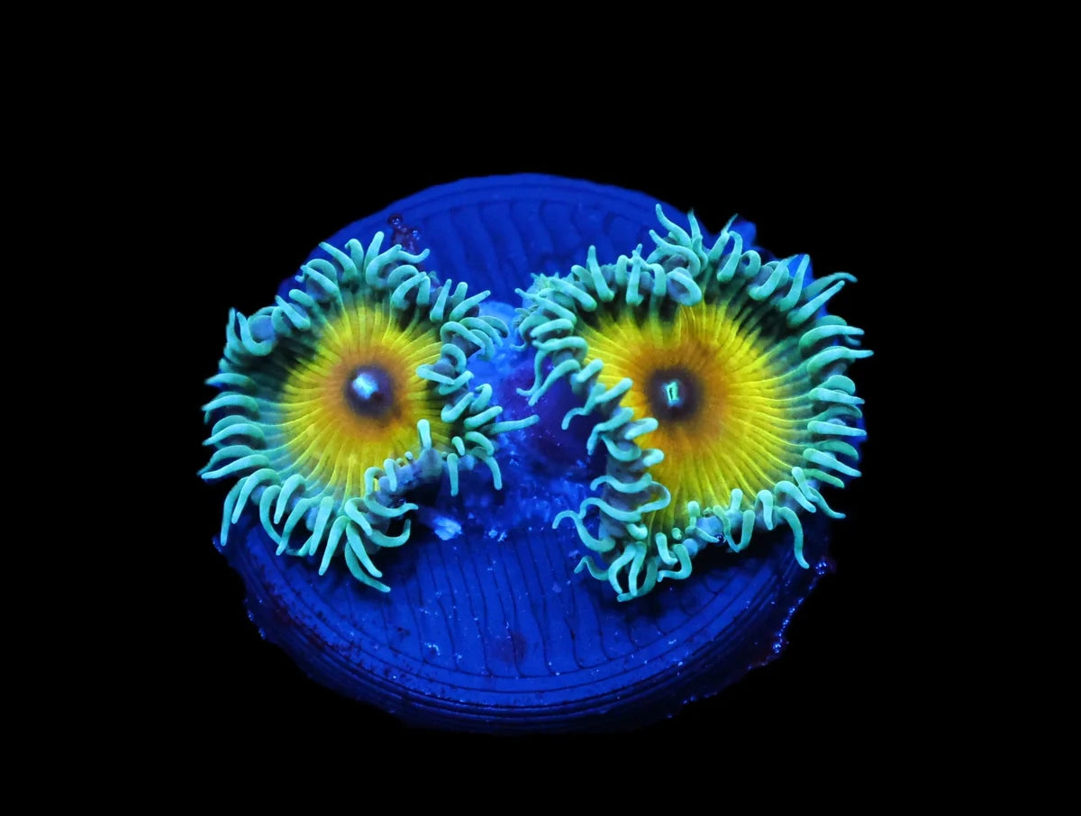 JF Captain Jerk Zoa