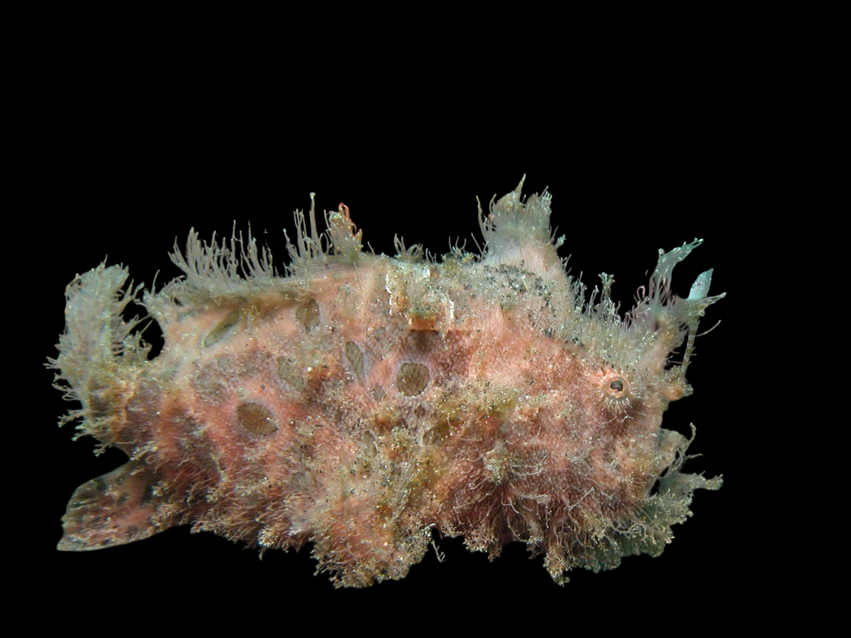 Striated Frogfish