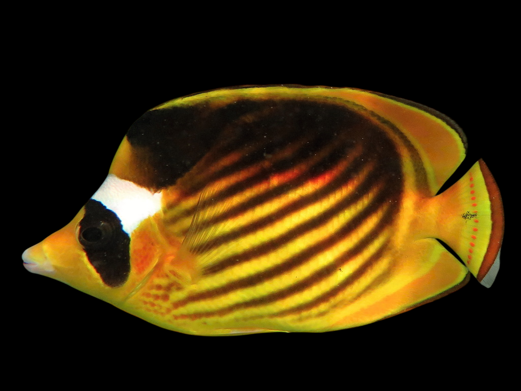 Red Sea Raccoon Butterflyfish