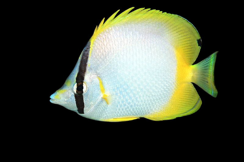 Spotfin Butterflyfish