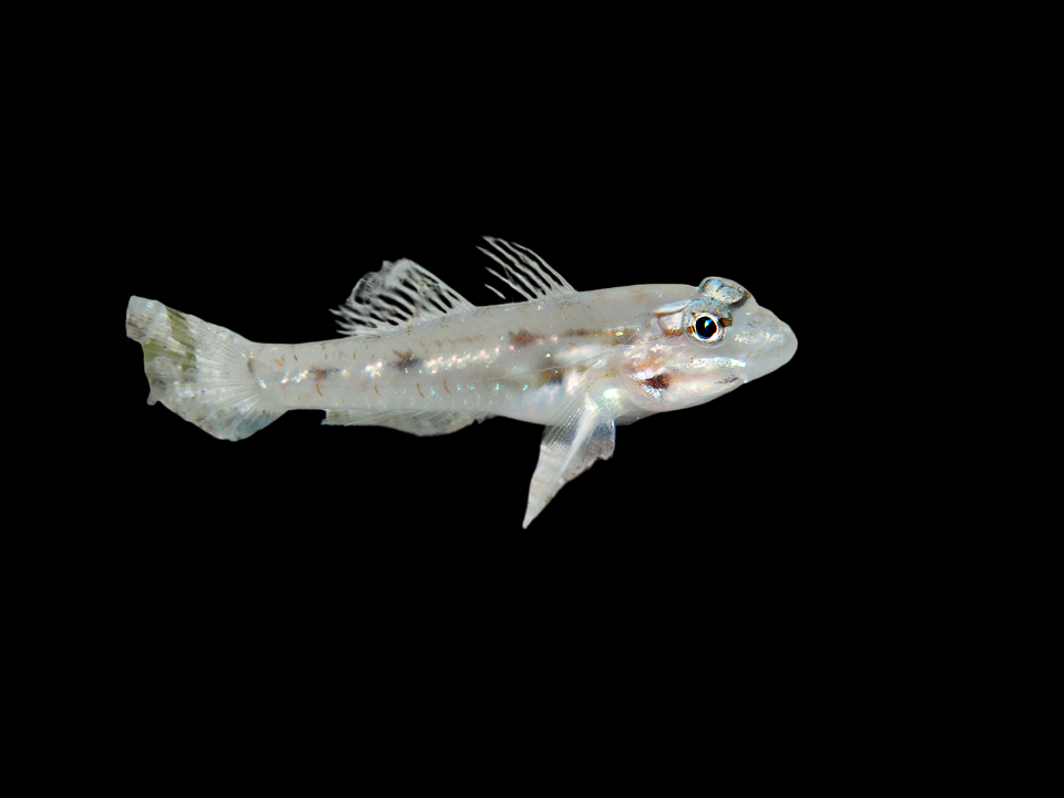 Patch-Reef Goby