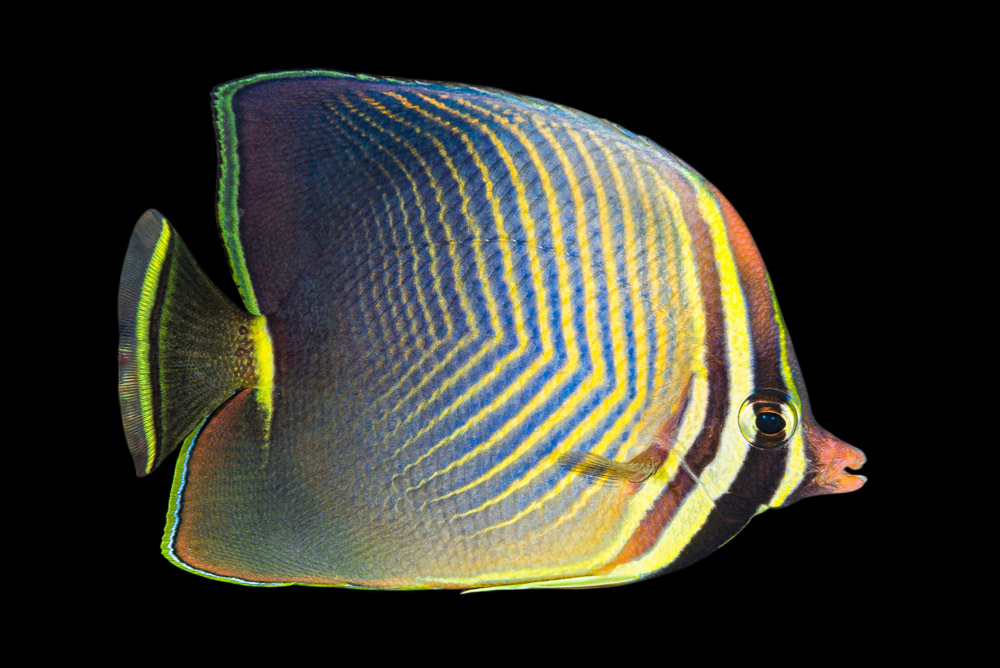 Red Sea Eritean Butterflyfish