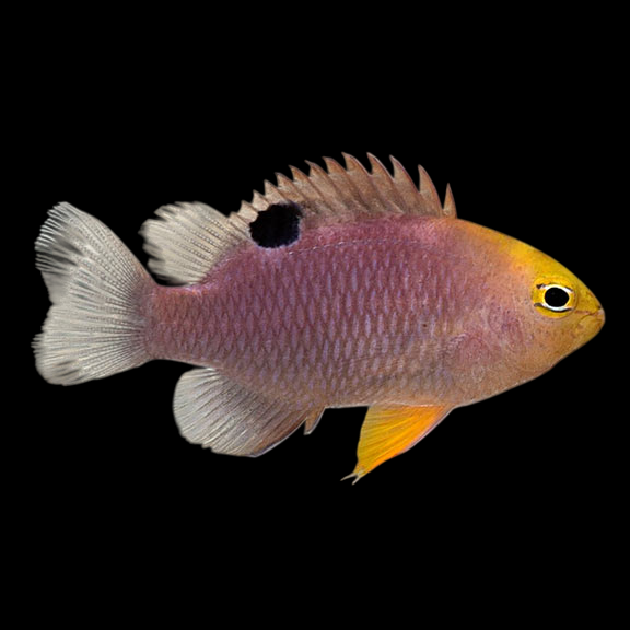 Talbot's Damselfish