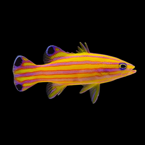 Candy Basslet