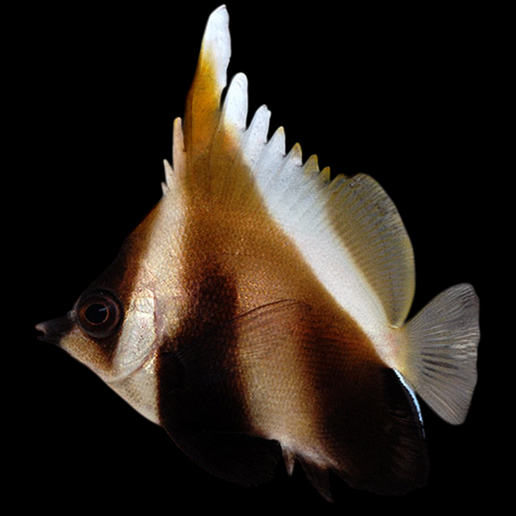 Phantom Bannerfish