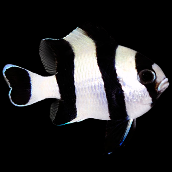 4 Stripe Damselfish