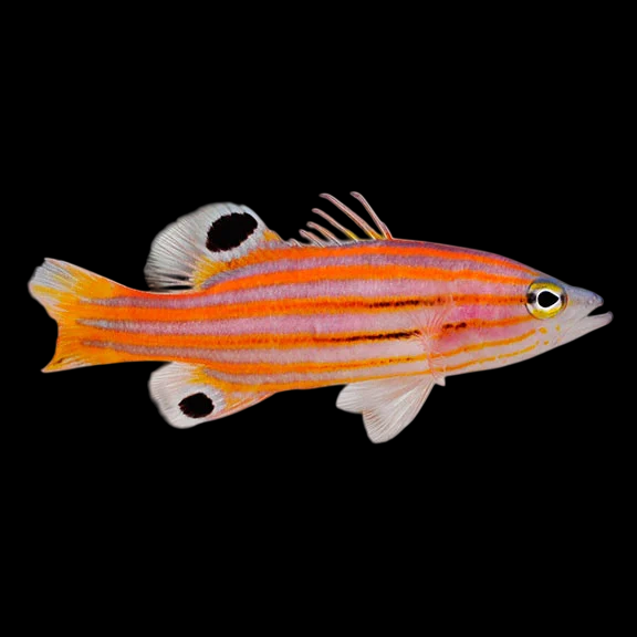 African Basslet