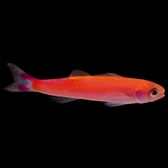 Waitei Anthias