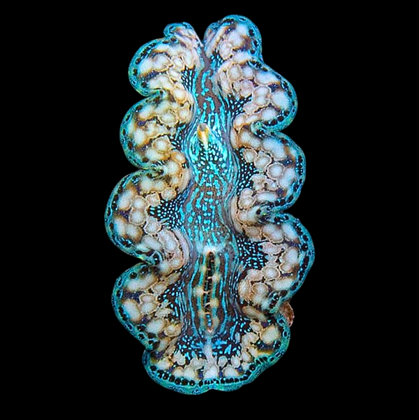 Hybrid Crocea x Squamosa Clam