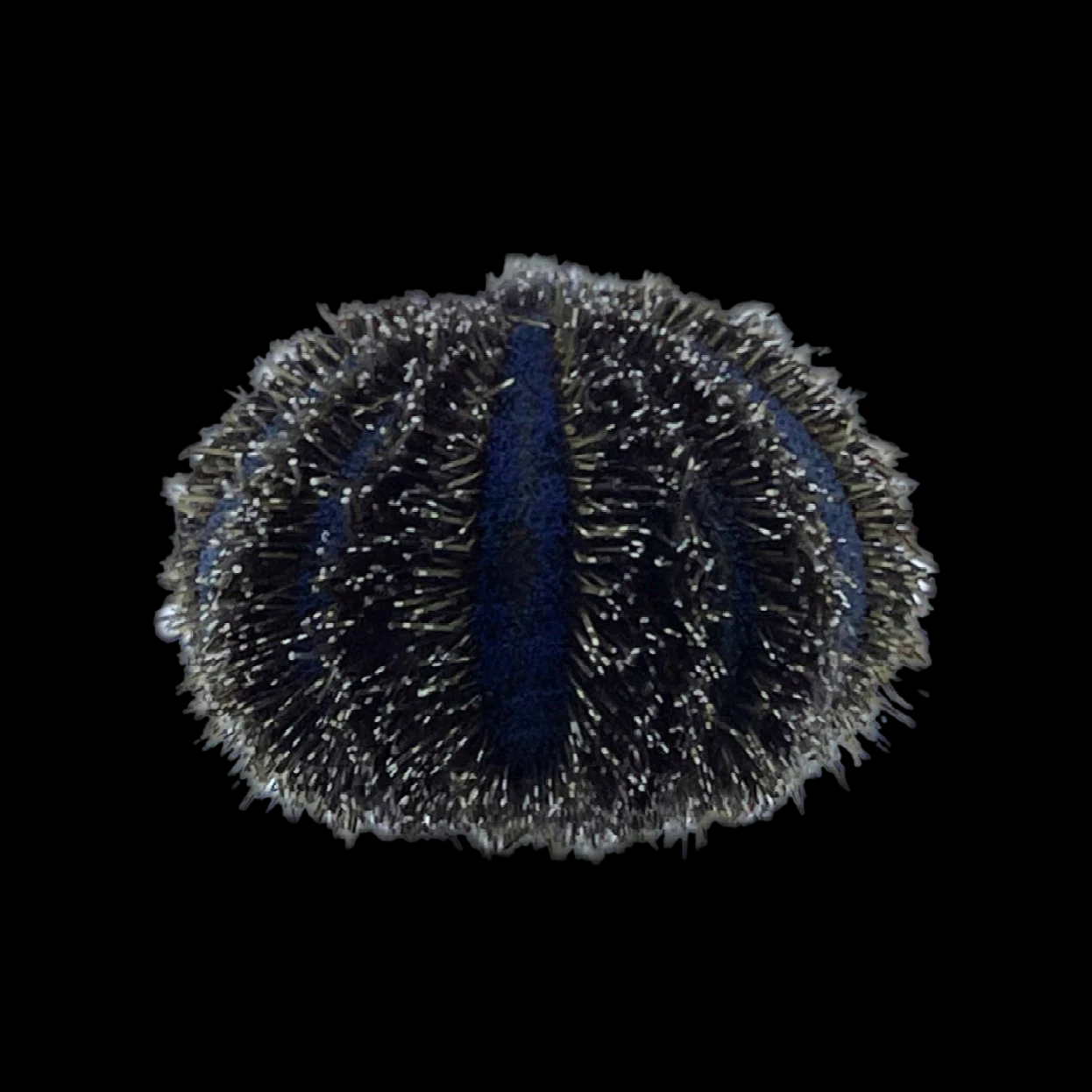 Blue Tuxedo Urchin