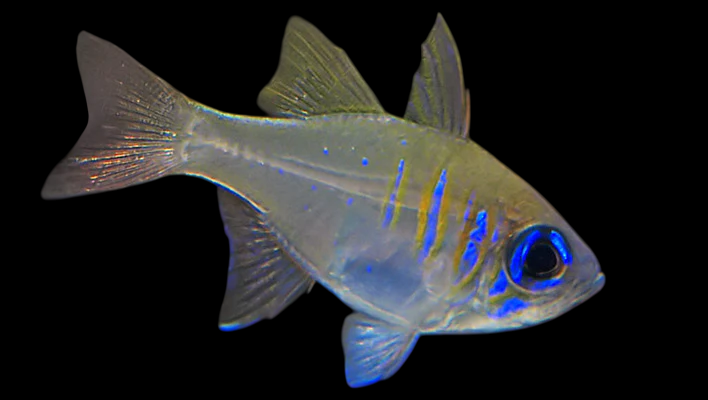 Longspine Cardinalfish