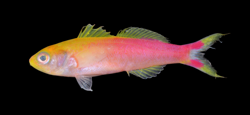 Seaver Splitfin Anthias