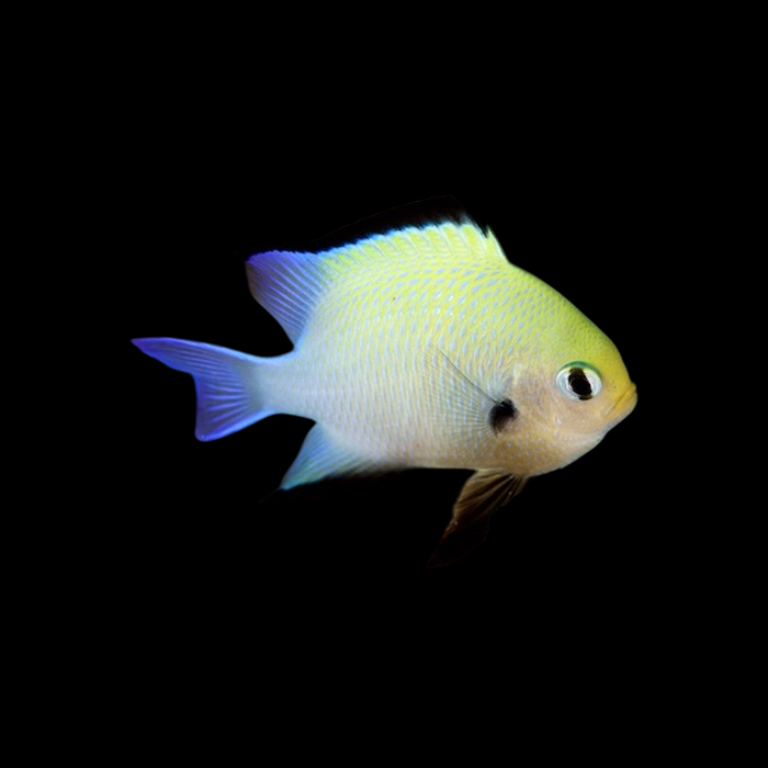 Marginate Damselfish