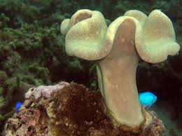 Sarcophyton sp. w/scleractinia