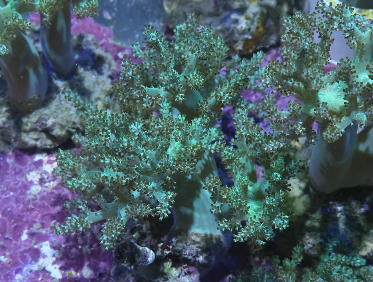 Capnella sp. w/scleractinia