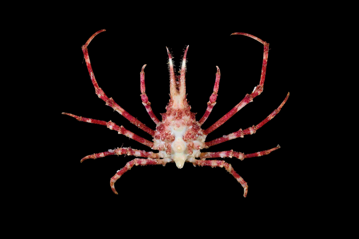 Giant Spider Crab