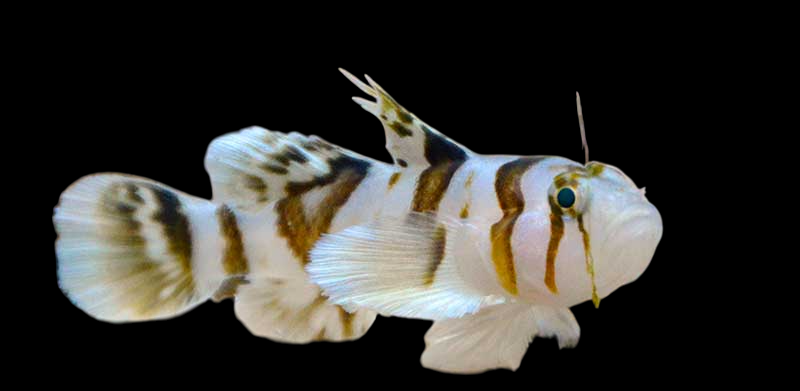 Black Barred Reef Goby